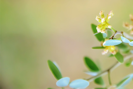 The flowers are small, white flowers Makamets odorless.の写真素材
