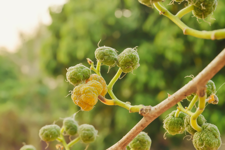 The plant will then bloom once a year, which would bring the soup to a flower.の写真素材