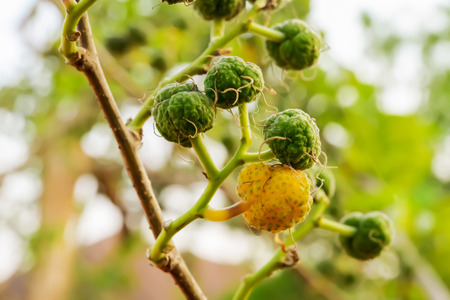The plant will then bloom once a year, which would bring the soup to a flower.の写真素材