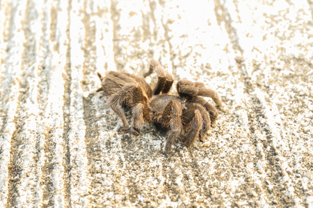 The spider did not move to stop it in the middle of the square.の写真素材