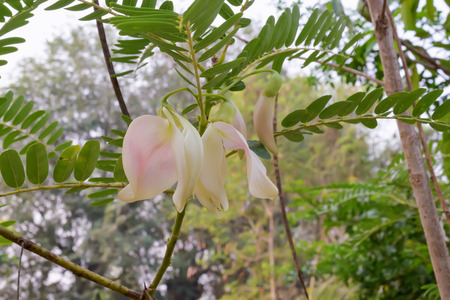 Carrie reveals a blossoming flower pollen.の写真素材