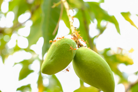 Observed that the use of chemicals or pesticides. We see an insect that lives in the area or not.の写真素材