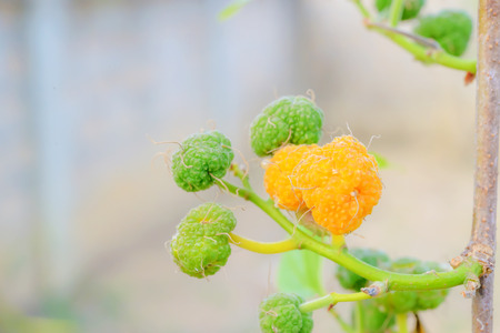 The plant will then bloom once a year, which would bring the soup to a flower.の写真素材