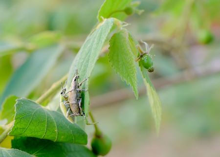 Insects grip on the branches, which have clearly contrasting colors.