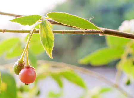 The wild fruits are ripe, it will be food for birds.の写真素材
