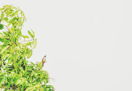 Birds perched on the branches only.の写真素材