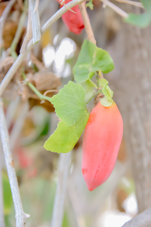 The gourd was ripe birds have already been partially.の写真素材