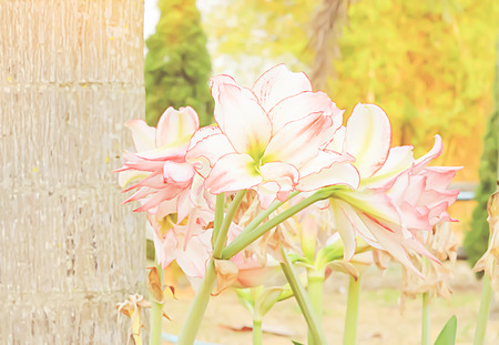 Purple light flowers blooming invites insects come to feed on nectar.の写真素材