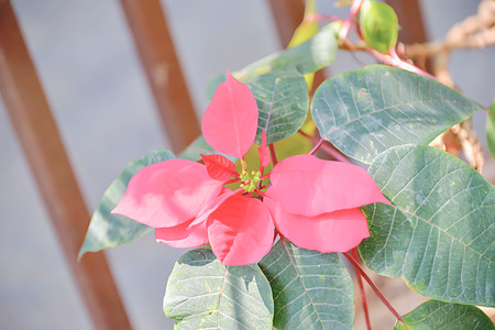 The red tree leaves are used as Christmas trees.の写真素材