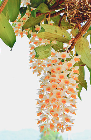 Yellow flowers are in full bloom.の写真素材