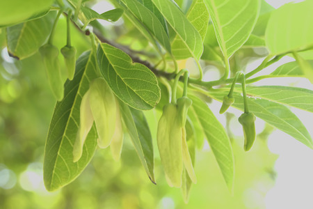 Annona flowers with petals thick and odorless.の写真素材