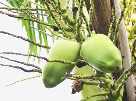 Generally, coconut Farrow can have multiple balls.の写真素材