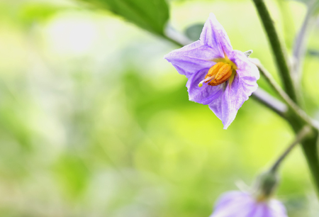 Eggplant flowers that bloom in the pollen makes it clearly.の写真素材