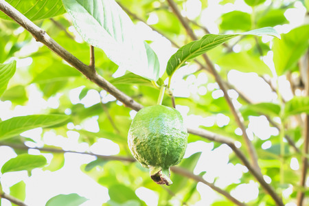 Guava smooth green skin and eat it.の写真素材