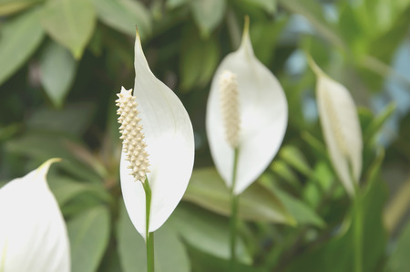 Anthurium flower petals on a single leaf.の写真素材