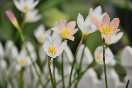 Portulaca oleracea flower to bloom until late afternoon.の写真素材
