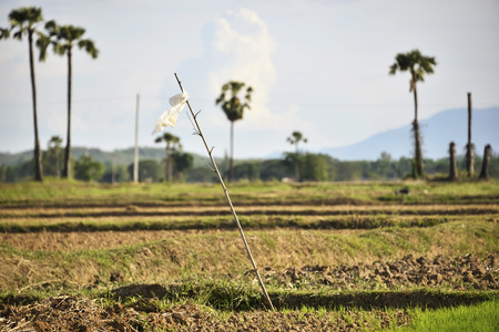 Scarecrow mimics people working to lure the birds scared. But sometimes made easier by the strong wind made it move when the wind blows.の写真素材