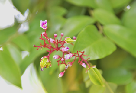 Gooseberry is the fruit tastes sweet and sour.の写真素材