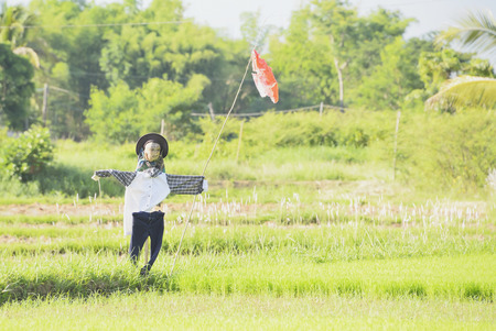 Scarecrow mimics people working to lure the birds scared. But sometimes made easier by the strong wind made it move when the wind blows.の写真素材