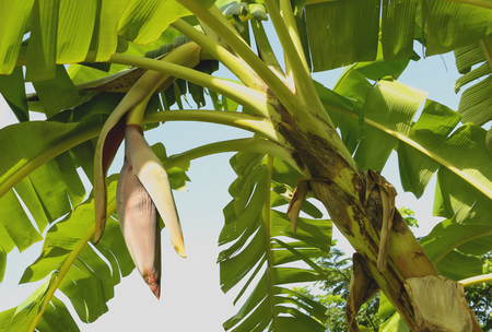 Banana sprouts out only once per tree only.の写真素材
