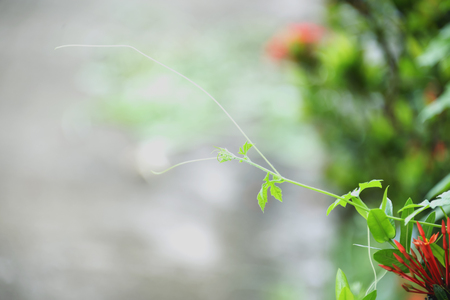 The gourd is a mustache for holding things near it in order to start it up.の写真素材