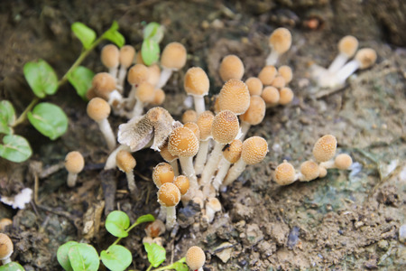 Mushrooms will be released early in the new area with high humidity.の写真素材