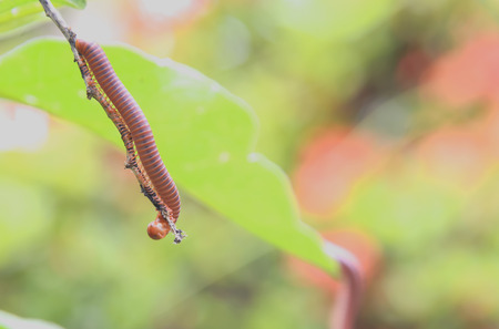 Millipede walking on the tree easily, without which it is not afraid to fall.