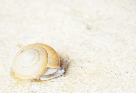 Snail crawling on a cement floor slowly.の写真素材