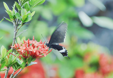 Butterfly sucking nectar from flowers.の写真素材
