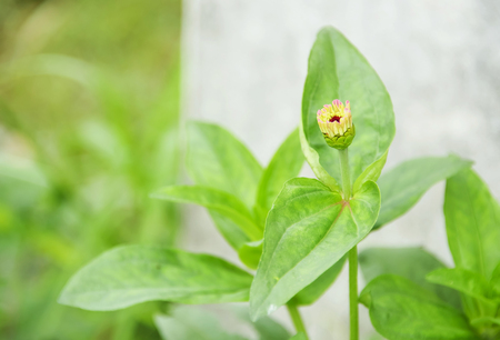 Zinnia is an ornamental plant that has flowers with many colors.の写真素材