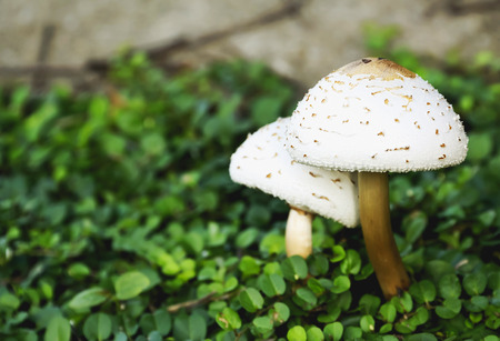 Mushrooms will be released early in the new area with high humidity.の写真素材