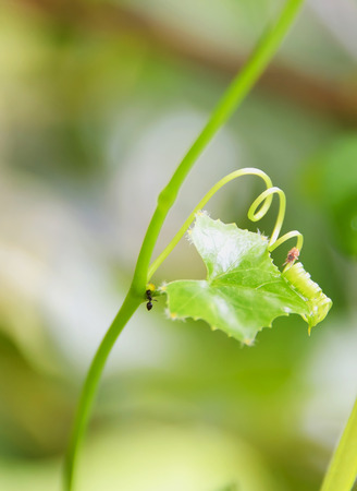 Ivy gourd is a handle used for climbing the tree or trees take root.の写真素材