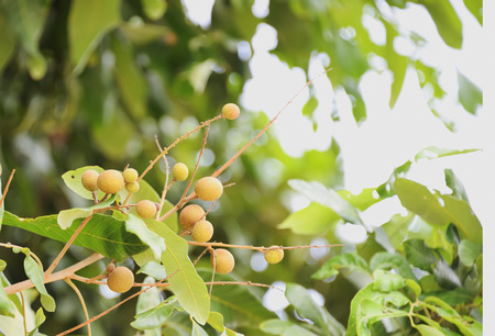 Longan is not so much the size of the balls is not the same.の写真素材