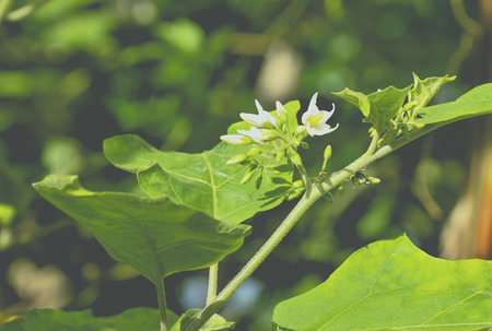 Eggplant flowers are gorgeous colors look inviting.の写真素材
