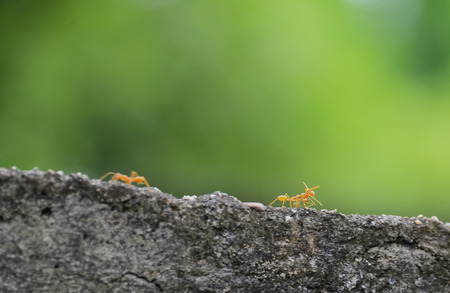 Red Ant was brought back to its nest.の写真素材