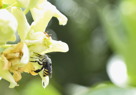 The bee is collecting nectar from flowers.