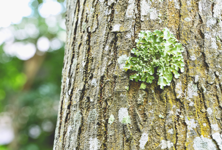 Lichens occur in areas with high humidity.の写真素材