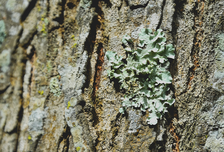 Lichens occur in areas with high humidity.