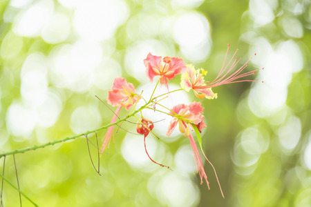 The pistil of the flower sompoi was mixed with pollen, it will pod.の写真素材