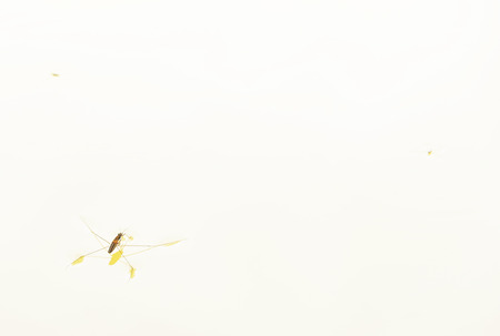 Most water spider males are larger than females.の写真素材