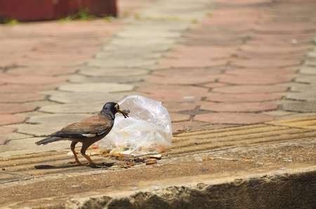 Acridotheres eating food that falls on the floor.の写真素材