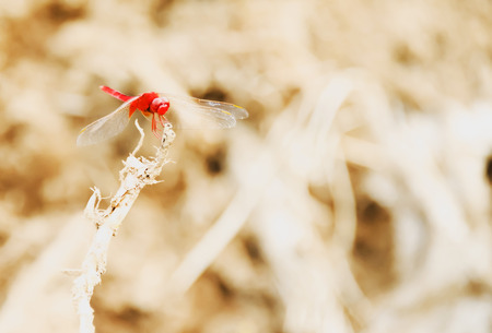 Dragonflies are clamped on the end of branches.