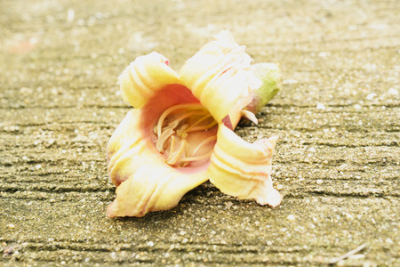 The flowers fall to the ground, but also the stigma attached to the petals.の写真素材