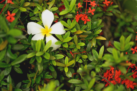 Plumeria White make it look fresh.の写真素材