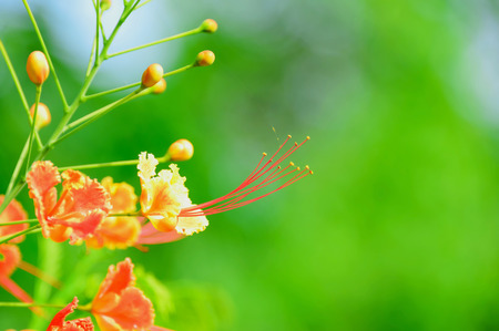 Acacia concinna tree with red flowers seen from afar.の写真素材