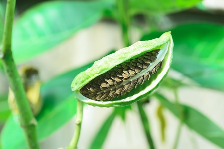 There are many small seeds inside the pods. The appearance of flat brown seeds.の写真素材