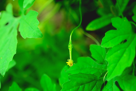 Bitter gourd off the green.の写真素材