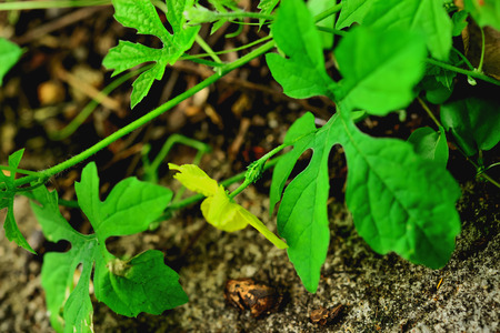 Bitter gourd off the green.