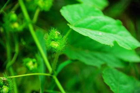 Jul action will mesh wrapped balls out of it very well.の写真素材