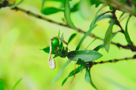 Bird dung left on the tree to fall and remain on the seeds.の写真素材